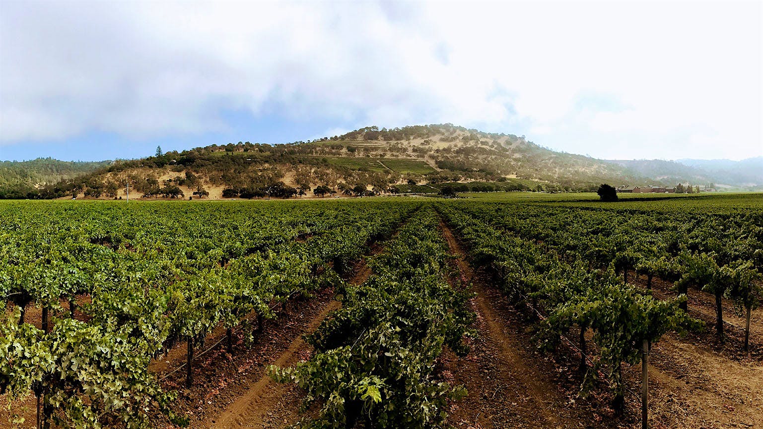 Trailside Vineyard in Napa's Rutherford