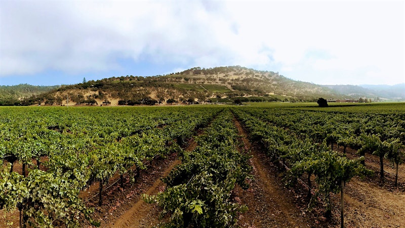 Two Pinot Noir Specialists Partner on a Napa Cabernet