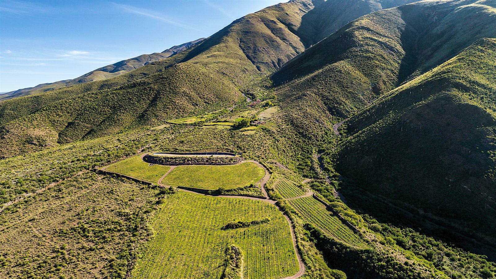 Grapevines on a mountain in Argentina's Salta region