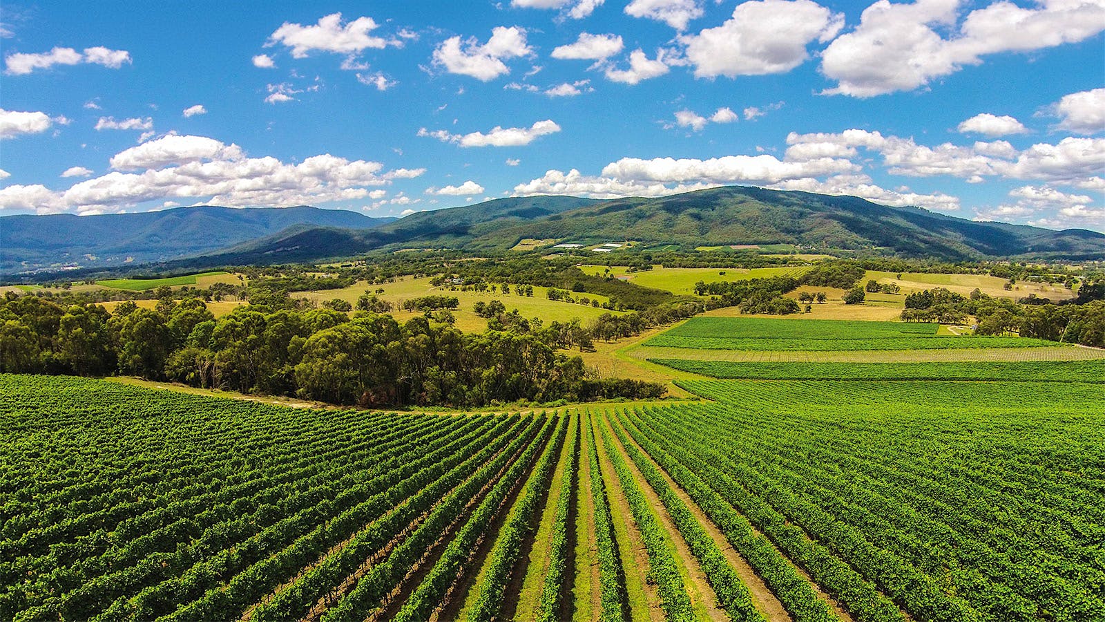 Giant Steps’ Applejack Vineyard in Yarra Valley, Australia