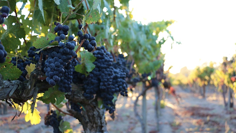 Alphabetical Guide to California Zinfandel