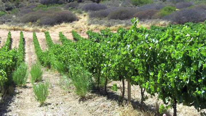 In the Vineyard at Mullineux: Schist Soil