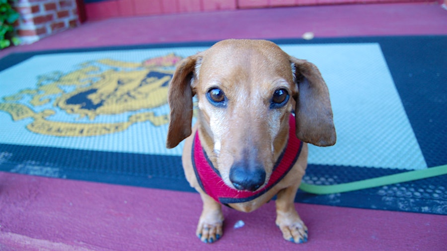 10-year-old Daisy has grown up roaming the halls of California sparkling-wine producer Korbel.