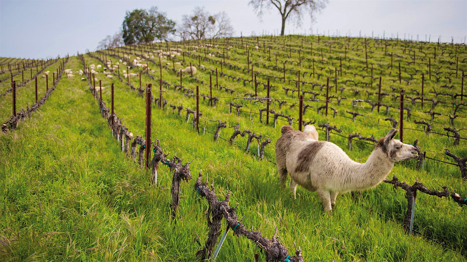 A llama grazes in a Tablas Creek vineyard