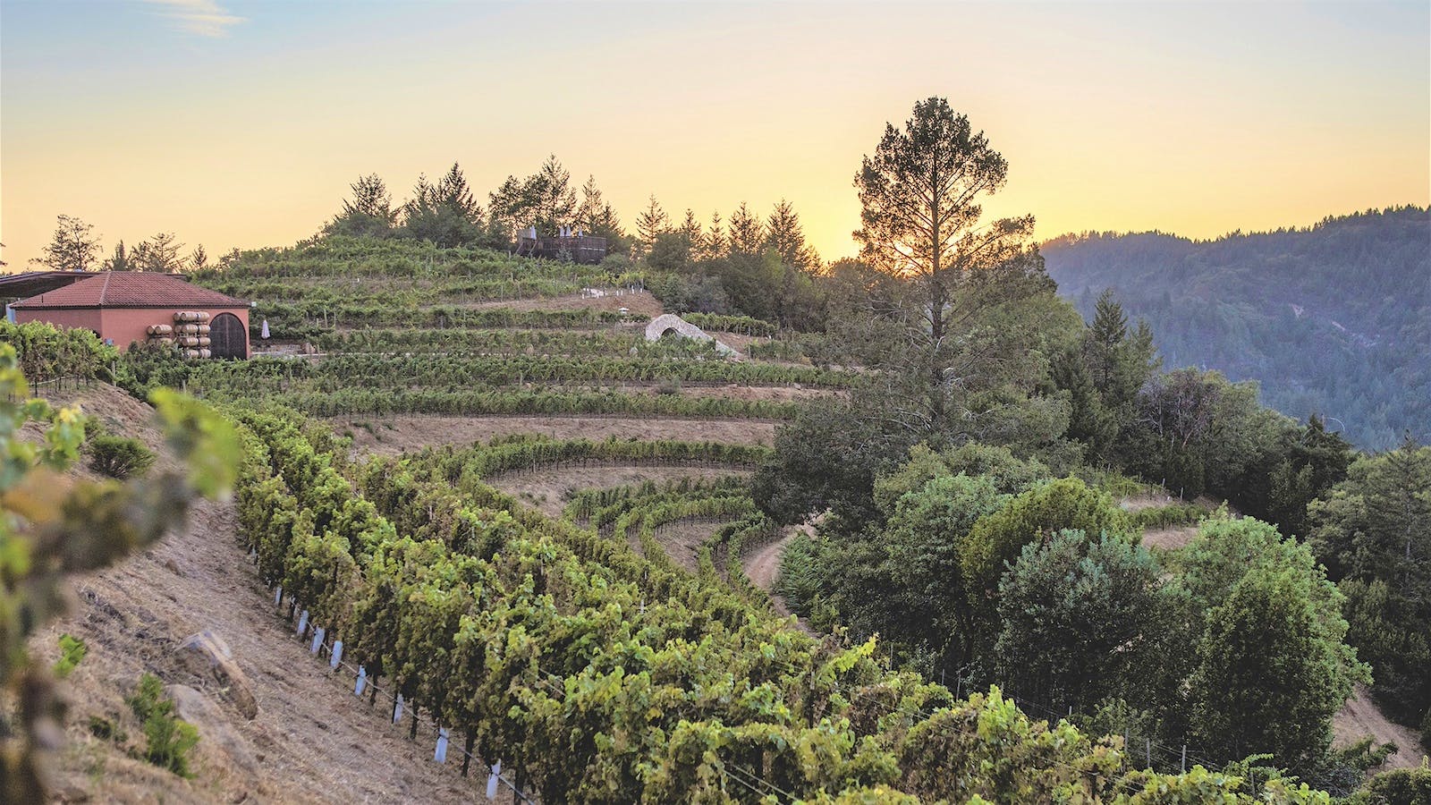 Barnett’s St. Helena vineyards in Napa, California