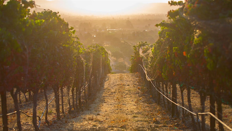 Patience Pays for Three Sticks Pinot Noirs