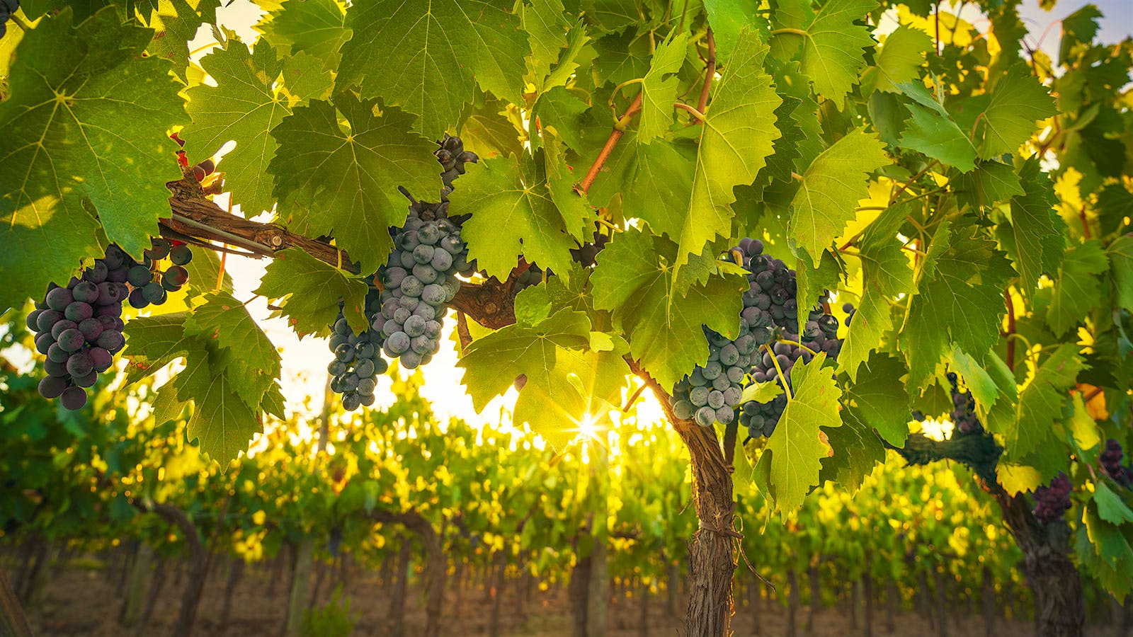 Sangiovese grapes on a vine