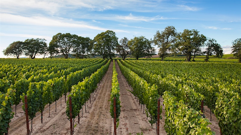 Mark Aubert Applies Bordeaux Techniques to Sonoma Coast Pinot Noir