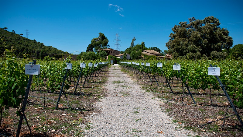 The Torres Family’s Quest to Resurrect Lost Grapes