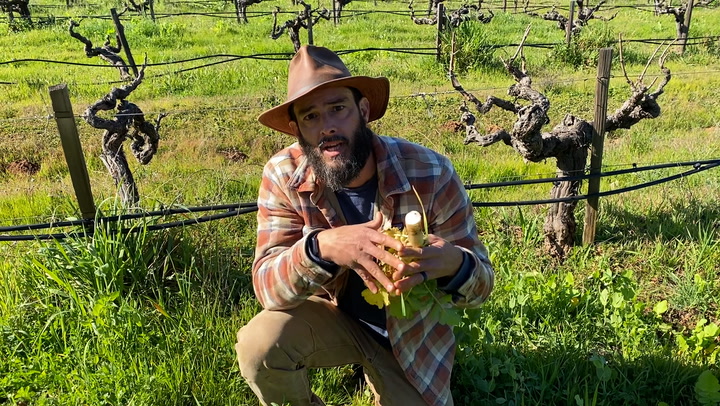 In the Vineyard at Hanzell: Cover Crops