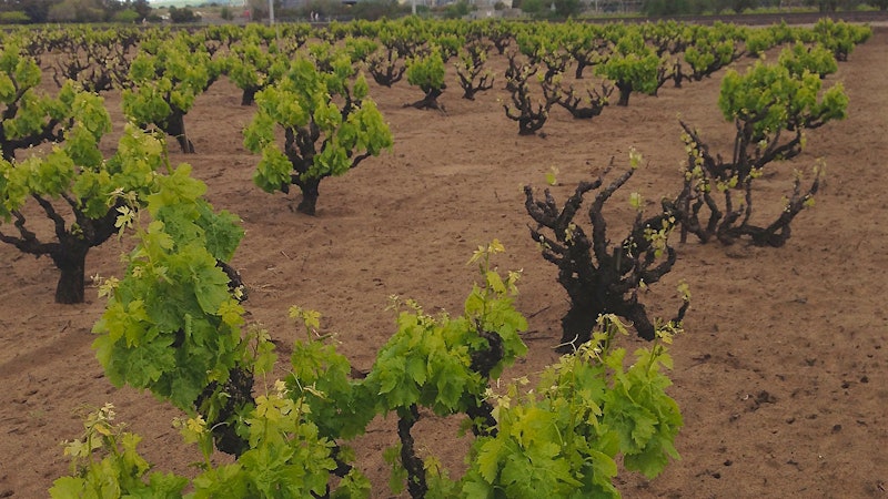 Own Rooted vs. Grafted Vines: Which Make Better Wines?