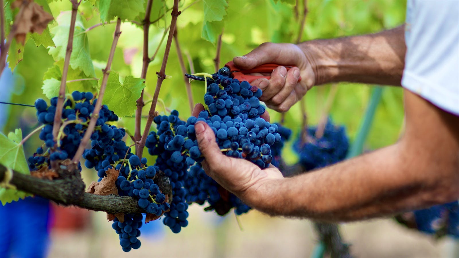 A harvest worker removes a bushel of Aglianico grapes from the vine with pruning shears. Located in Montemarano, Campania, Southern Italy. Vineyard owned by Mastroberardino.