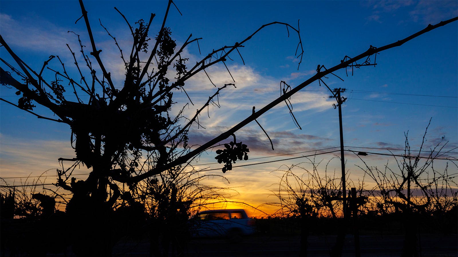 Unpicked grapes hang on a vine near Lodi, California.