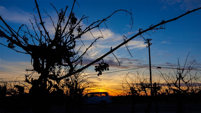 California’s Wine Crisis—Too Many Grapes