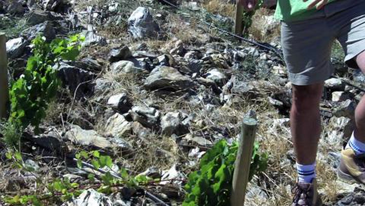 In the Vineyard at Porseleinberg: Blue Shale Soil