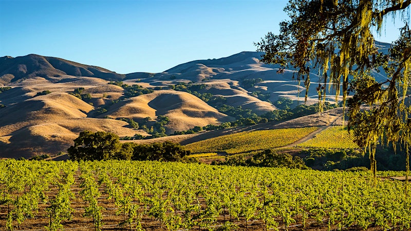 7 Winning West Coast Pinot Noirs Up to 91 Points