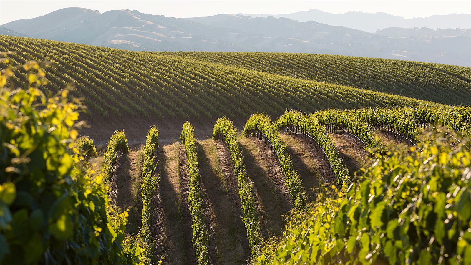 Wente Vineyards' vines in California's Livermore Valley