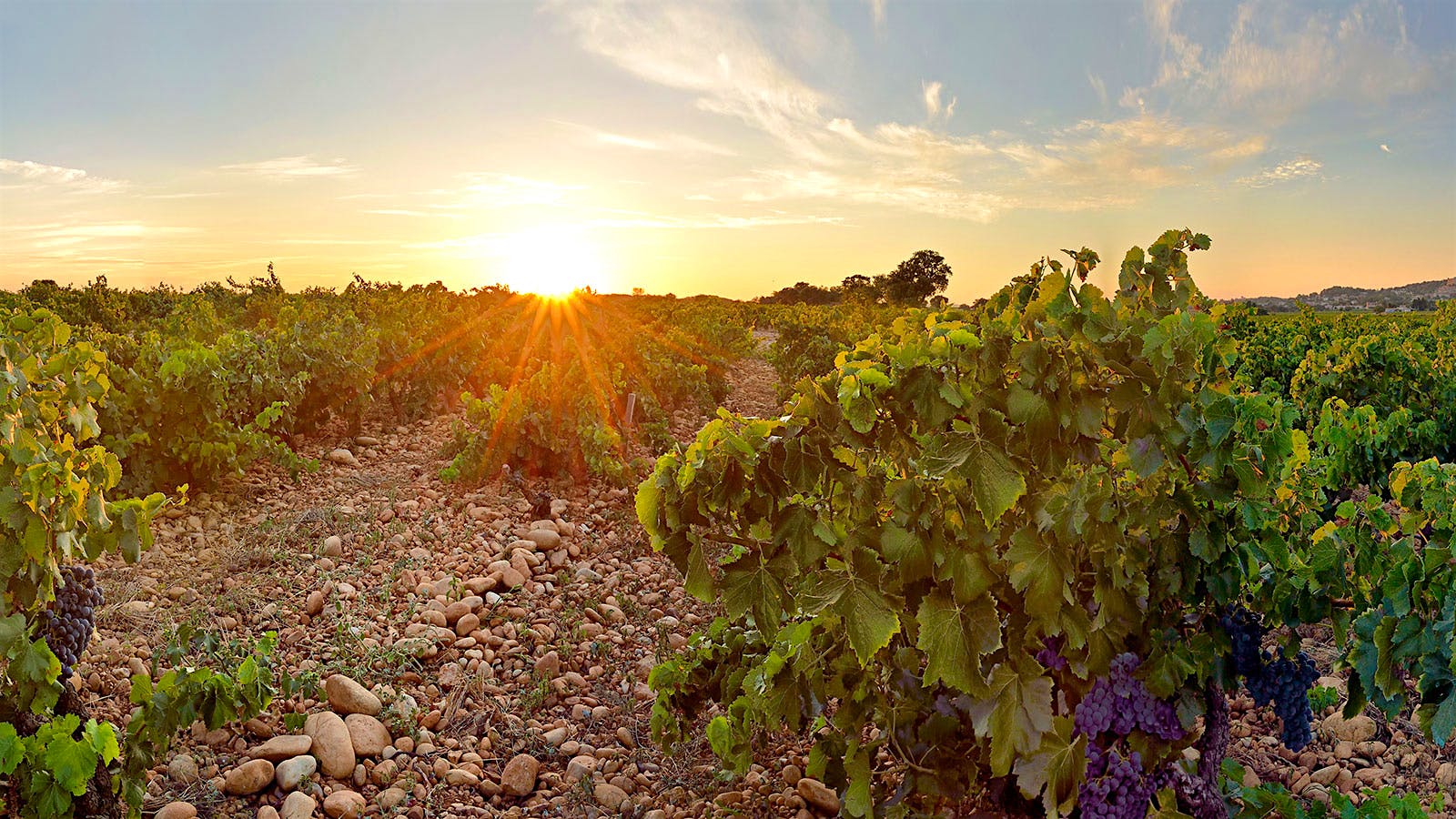 Domaine Barville vines used by Maison Brotte in France's Rhône Valley to make Châteauneuf-du-Pape