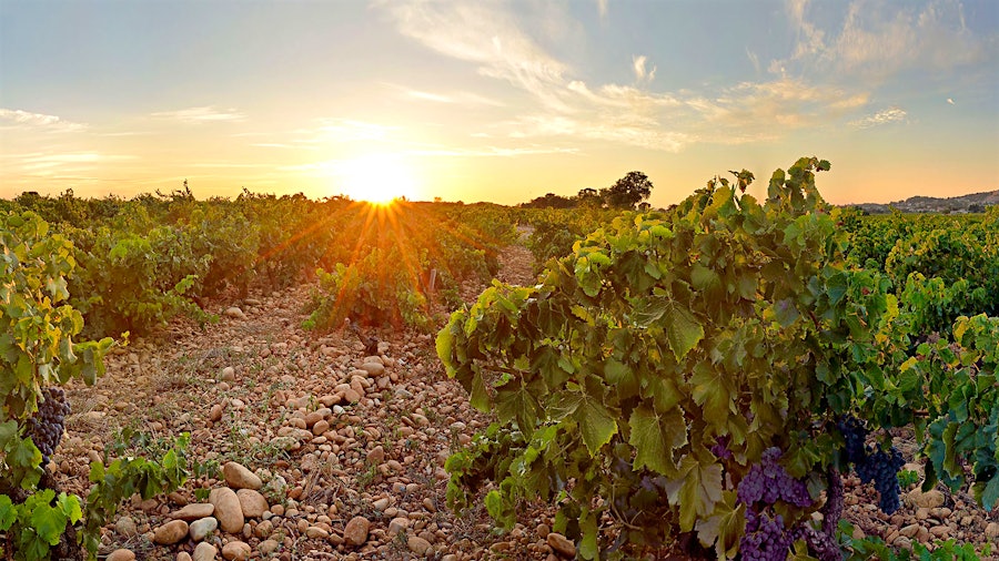 In the Southern Rhône Valley, the Brotte family's Domaine Barville is a source of fantastic Châteauneuf-du-Pape wines.