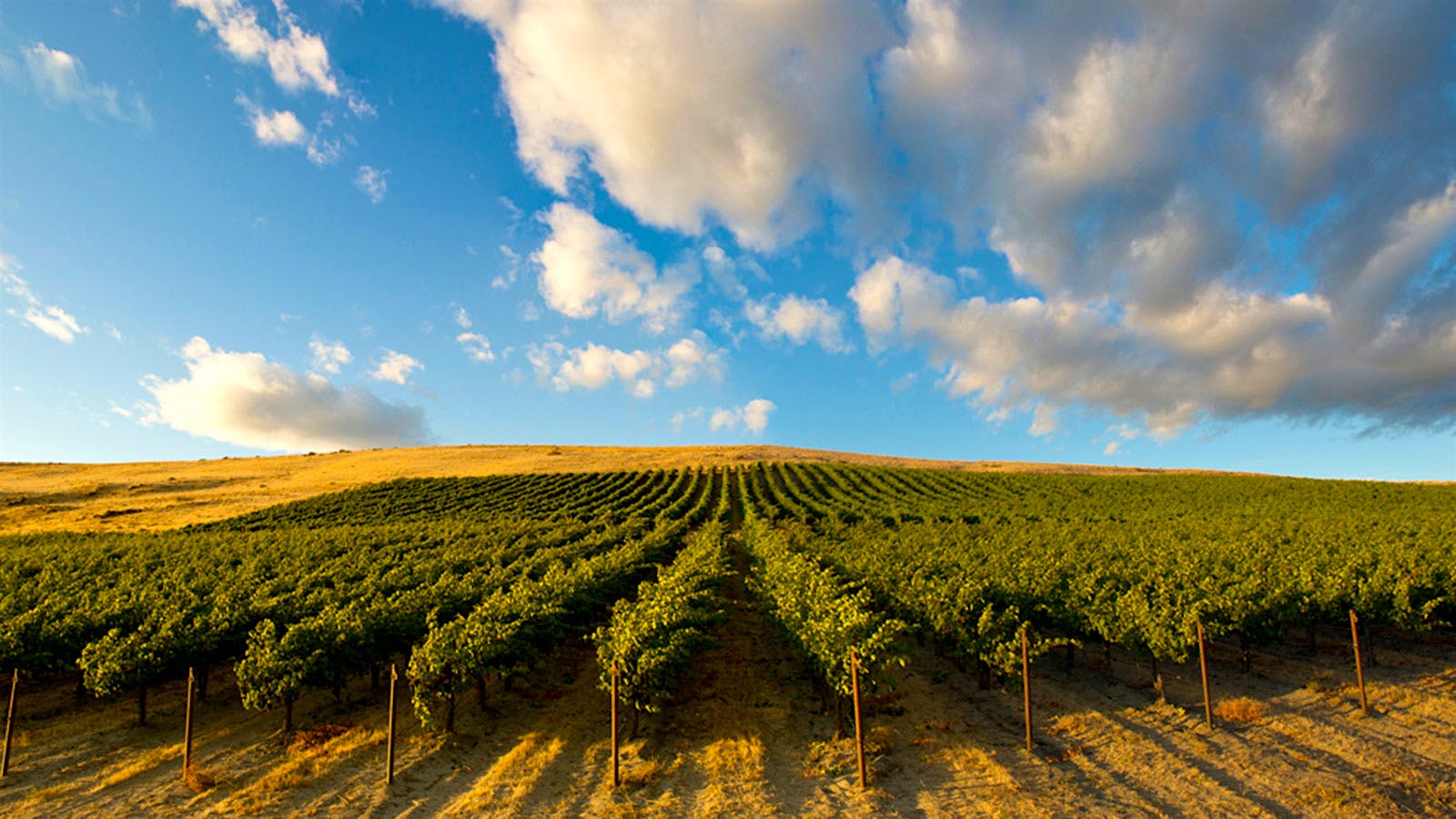 Chateau Ste. Michelle's Canoe Ridge Estate Vineyard estate in Columbia Valley, Washington