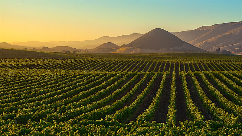 10 Satisfying California Chardonnays Up to 92 Points