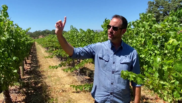 In the Vineyard at Beaulieu Vineyard with Trevor Durling