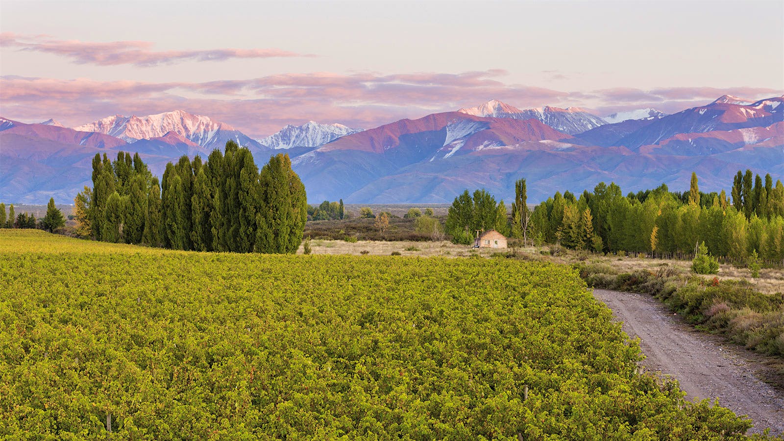 Adrianna Vineyard in Mendoza, Argentina