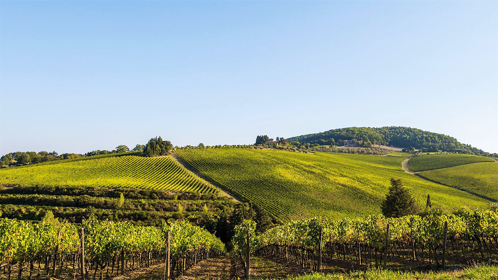 Antinori’s Tignanello vineyard in Tuscany, Italy