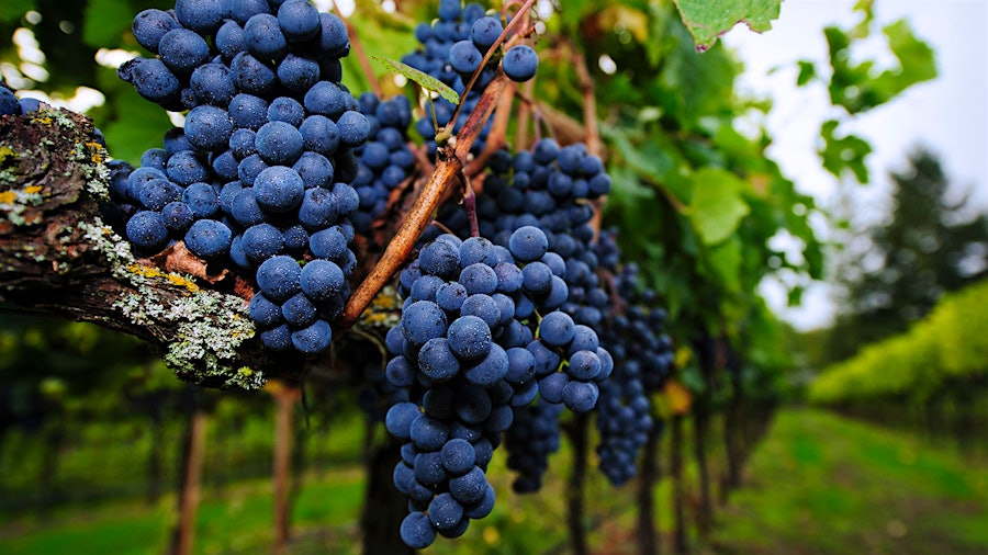 Blue-skinned grape bunches on a vine. Photo credit: NightAndDayImages/Getty Images